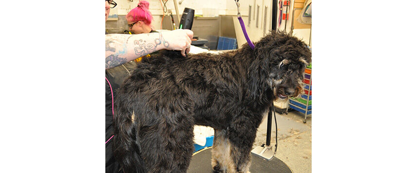 Grooming the Bernadoodle